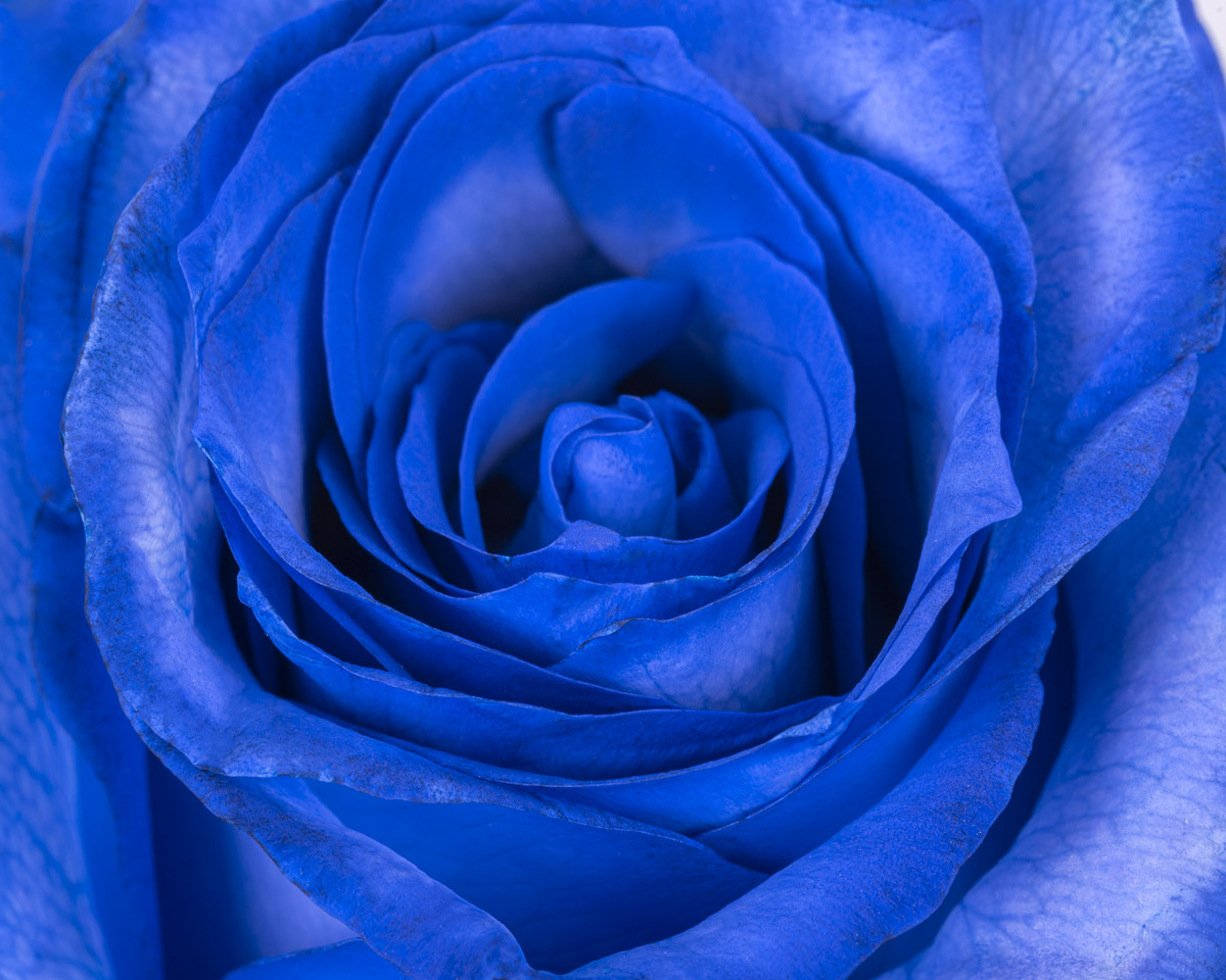 Blueberry Light detail
